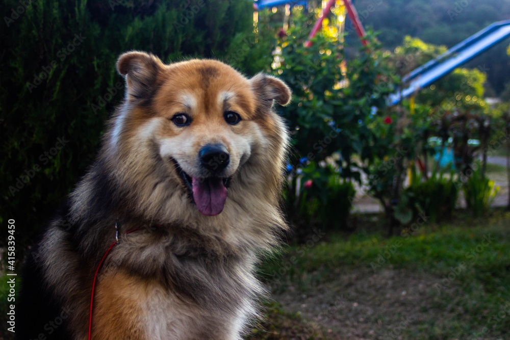 PERRO EN PARQUE MADRESELVA SANTA ELENA, EL SALVADOR PERRO EN PARQUE MADRESELVA SANTA ELENA, EL SALVADOR
