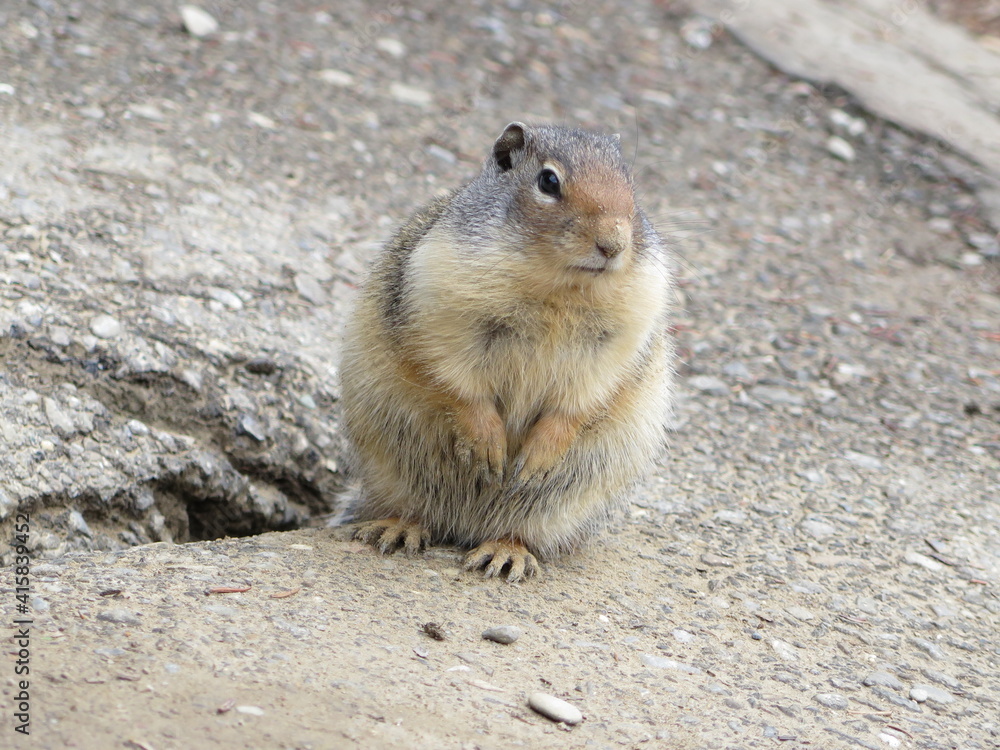 a Columbian Ground Squirrel sitting next to its burrow at the Takakkaw Falls, Yoho National Park, Rocky Mountains, British Columbia, Canada, August a Columbian Ground Squirrel sitting next to its burrow at the Takakkaw Falls, Yoho National Park, Rocky Mountains, British Columbia, Canada, August
