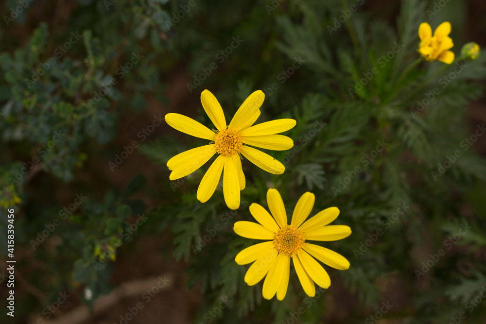 Fototapeta premium Yellow daisies