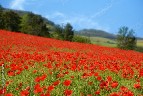 Poppy field. Red flowers of poppy, country landscape.