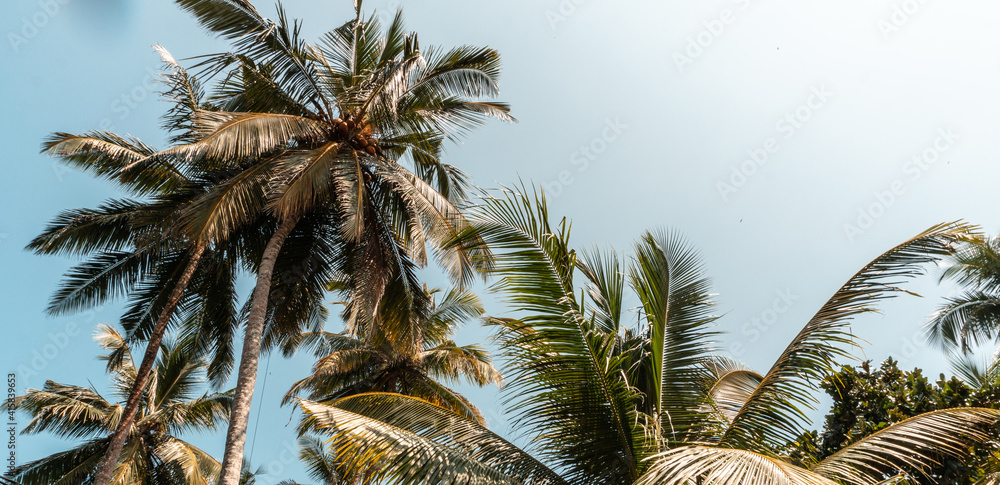 Tropikalne palmy kokosowe na tle niebieskiego nieba. - obrazy, fototapety, plakaty 