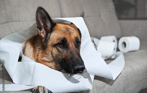 Dog indulged little when left alone at home and ate several rolls of toilet paper. Charming guilty pet with sad eyes. German Shepherd is lying on grey sofa wrapped in toilet paper. photo