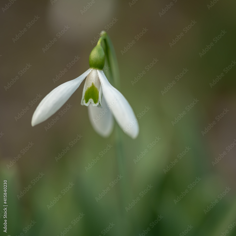 White snowdrop on a green grass lawn White snowdrop on a green grass lawn