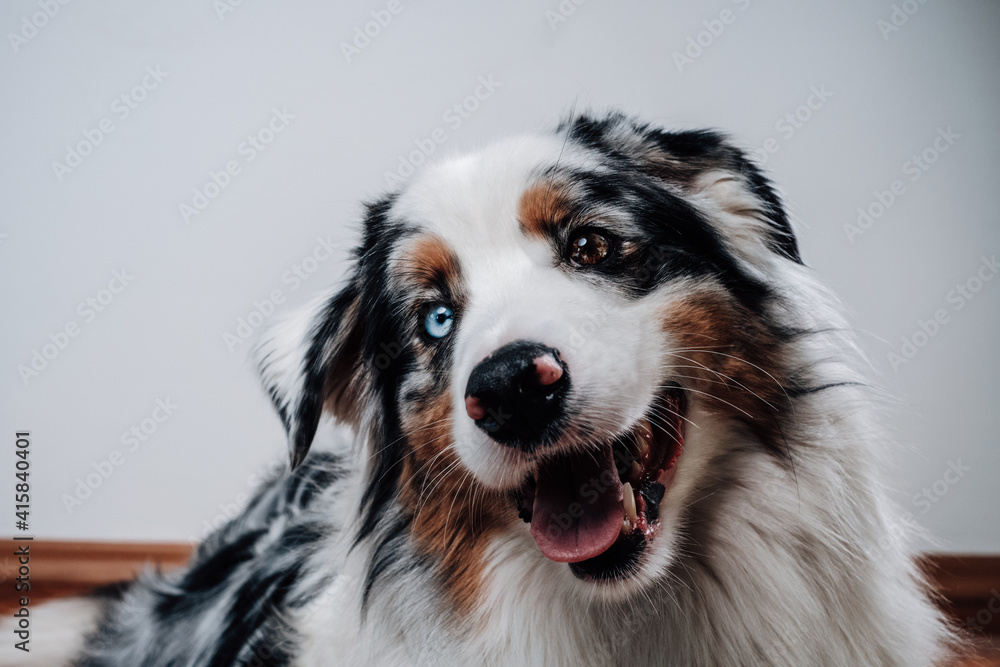 Fototapeta premium Headshot of australian breed dog with brown and blue eyes in white background. Best human's friend.