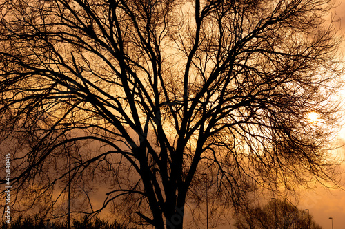 Branches in silhouette of a tree in winter