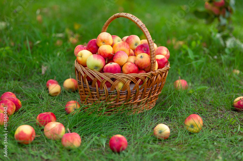 wicker basket with apples stands on grass and apples are scattered around. Harvesting in garden. Side view.