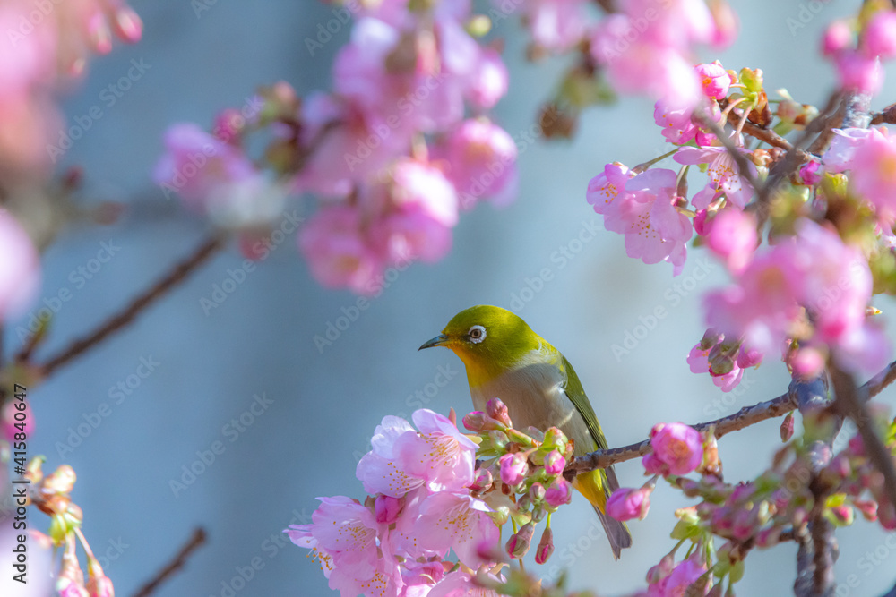 可愛いメジロと河津桜 可愛いメジロと河津桜