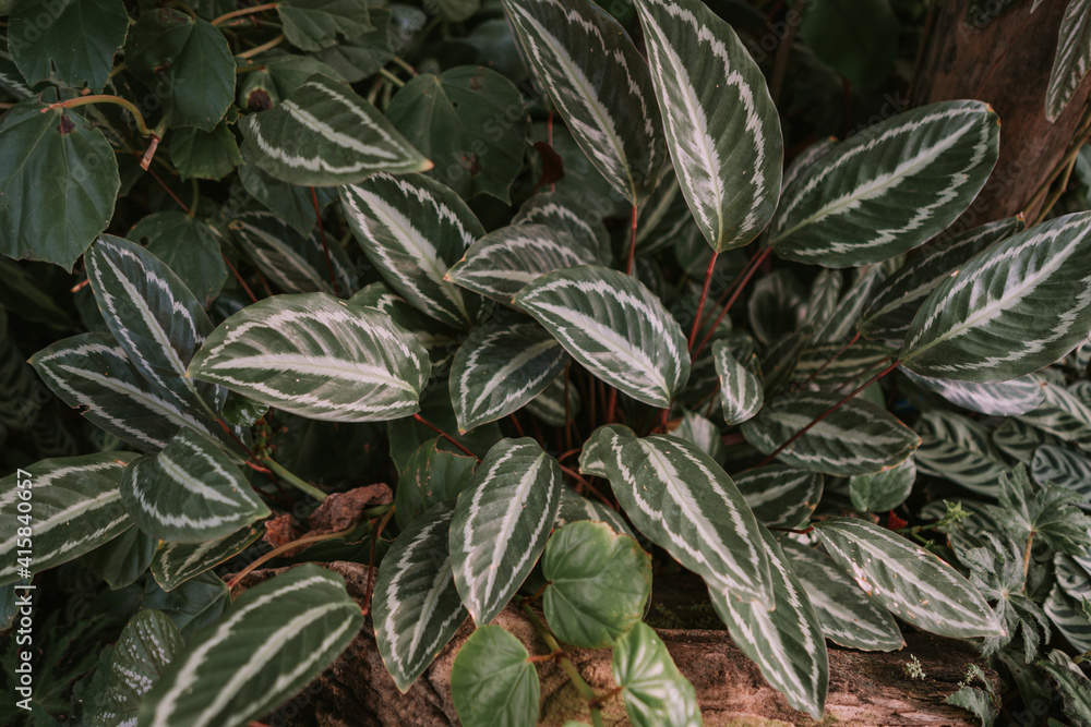 Jungle velvet in Queen Sirikit botanical garden in Chaing Mai