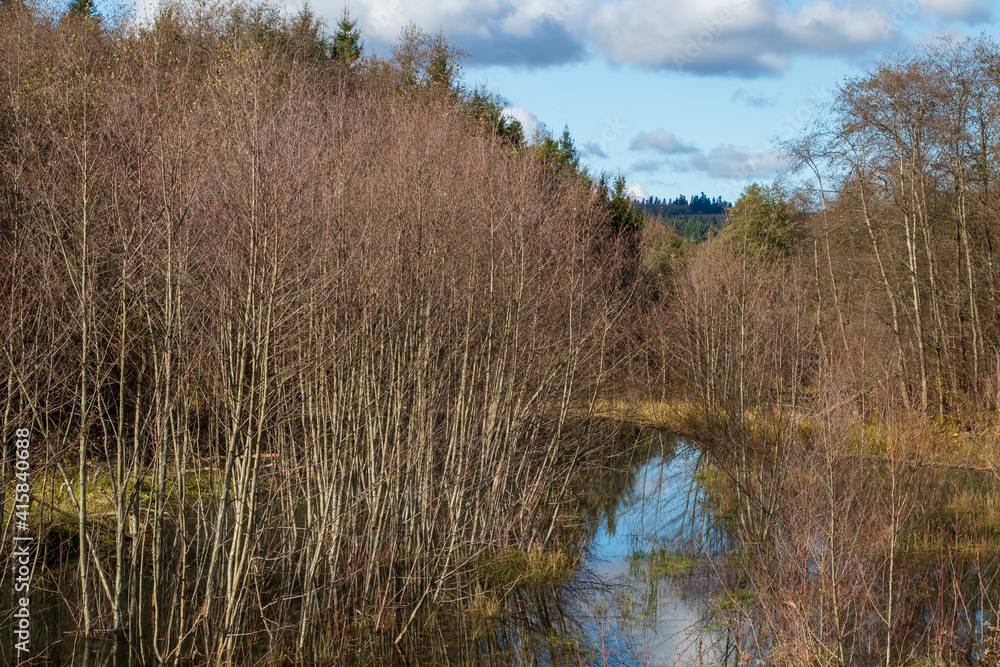 young alders in the lagoon formed by beavers