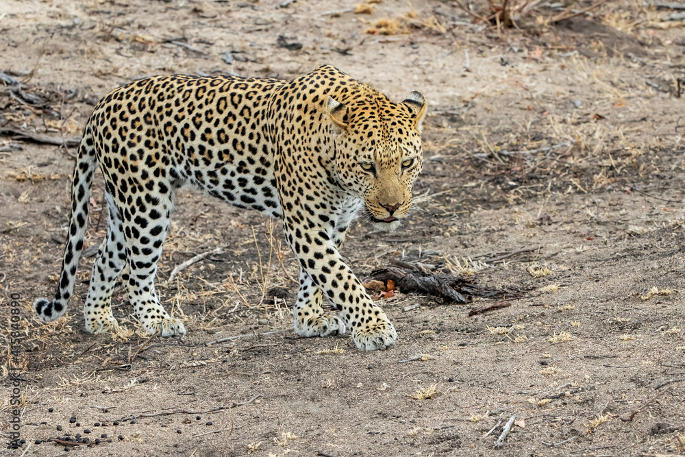 Naklejka premium Leopard male walking on the plains in Sabi Sands Game Reserve in the Greater Kruger Region in South Africa