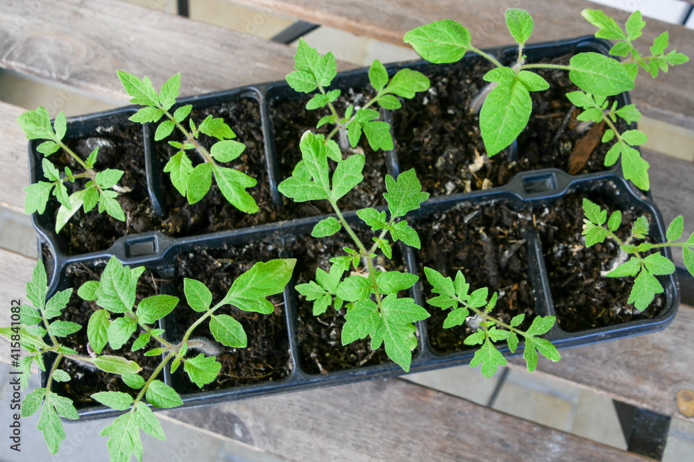 tomato seedlings growing tomato seedlings growing