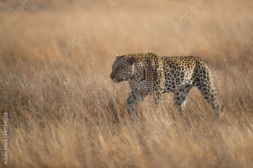 Leopard male walking on the plains in Sabi Sands Game Reserve in the Greater Kruger Region in South Africa © henk bogaard