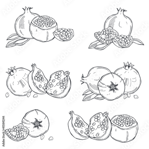 Fototapeta Naklejka Na Ścianę i Meble -  Pomegranate.  Vector sketch  illustration.