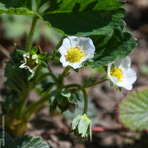 Strawberry Plant blooming in the garden photo