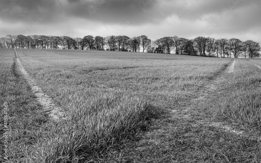 Field of grass in the Yorkshire Wolds with trees in spring, Sledmere, UK.