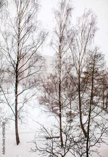 trees in winter