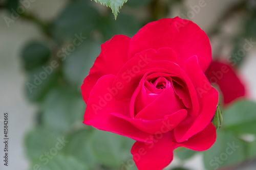 red rose in garden