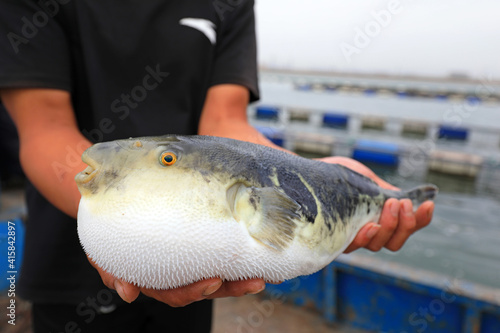 Photography Workers are catching puffer fish on a farm， North China
