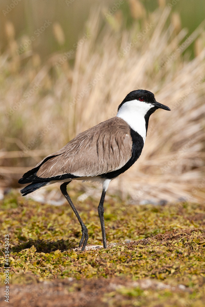 Naklejka premium Sporenkievit, Spur-winged Plover, Vanellus spinosus