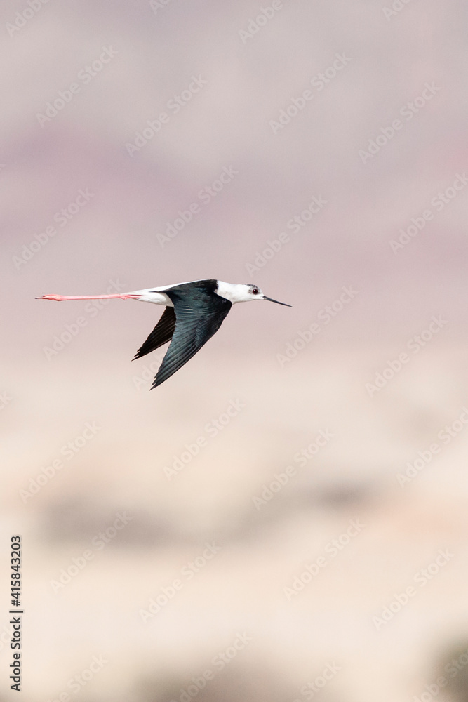 Steltkluut, Black-winged Stilt, Himantopus himantopus Steltkluut, Black-winged Stilt, Himantopus himantopus