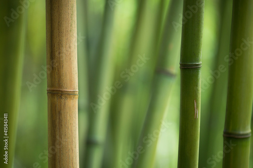 Fototapeta Naklejka Na Ścianę i Meble -  Closeup of a colorful, green, bamboo grove

