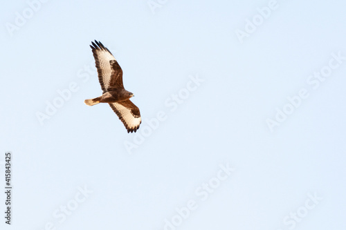 Steppebuizerd, Steppe Buzzard, Buteo buteo vulpinus photo