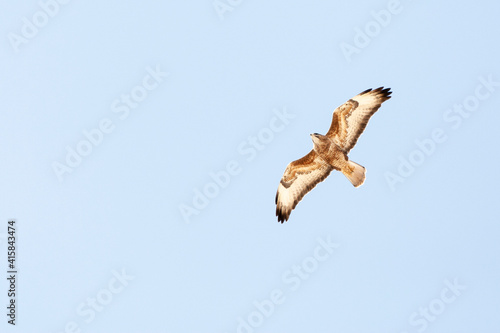 Steppebuizerd, Steppe Buzzard, Buteo buteo vulpinus photo