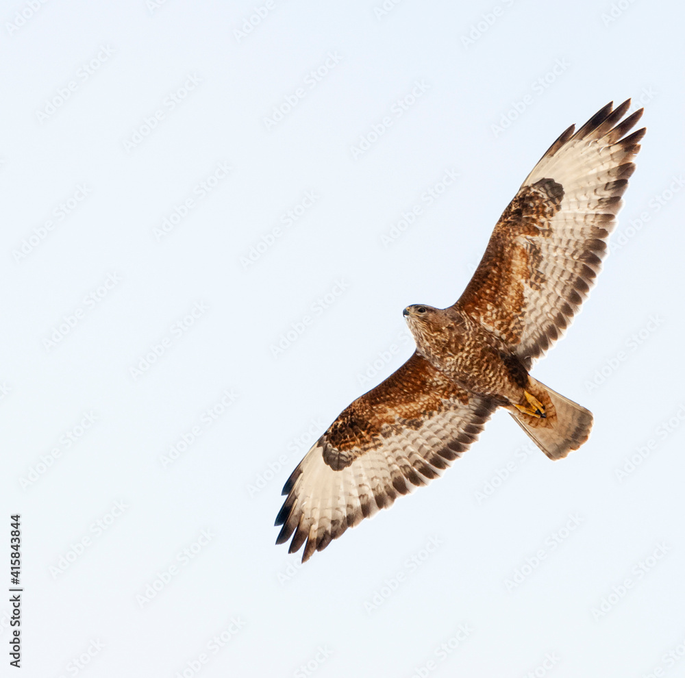 Obraz premium Steppebuizerd, Steppe Buzzard, Buteo buteo vulpinus