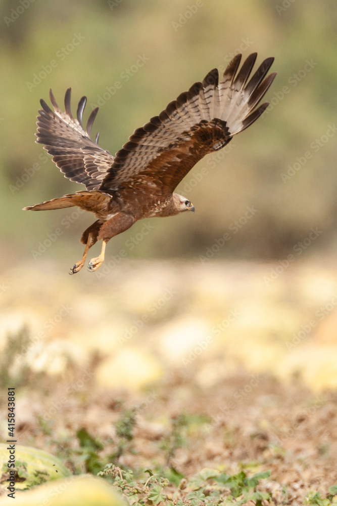 Steppebuizerd, Steppe Buzzard, Buteo buteo vulpinus