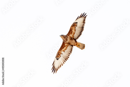 Steppebuizerd  Steppe Buzzard  Buteo buteo vulpinus