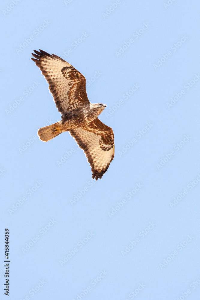 Fototapeta premium Steppebuizerd, Steppe Buzzard, Buteo buteo vulpinus
