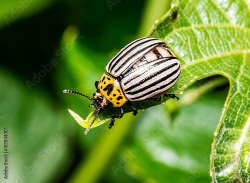 macro leaf coleoptera bug