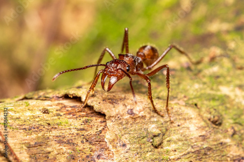 macro brown ant Ectatomma tuberculatum