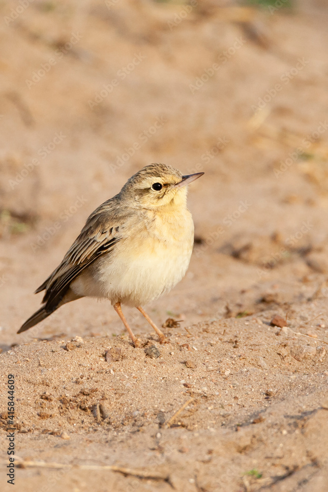 Duinpieper, Tawny Pipit, Anthus campestris Duinpieper, Tawny Pipit, Anthus campestris