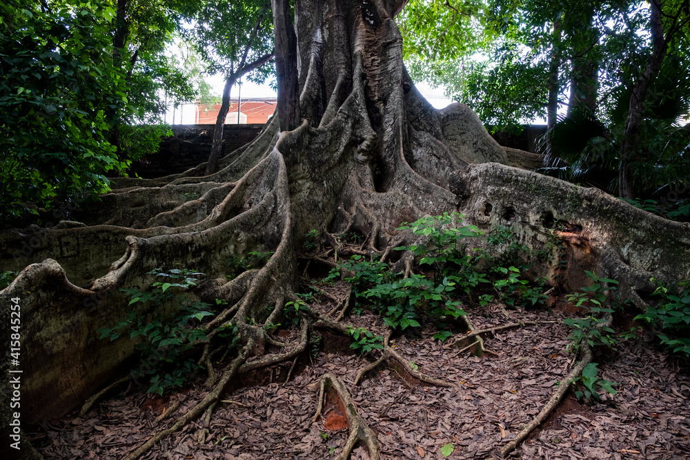 Fototapeta premium roots in the forest