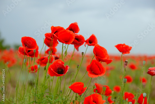 Beautiful poppy field with blooming red flowers  spring blooming background