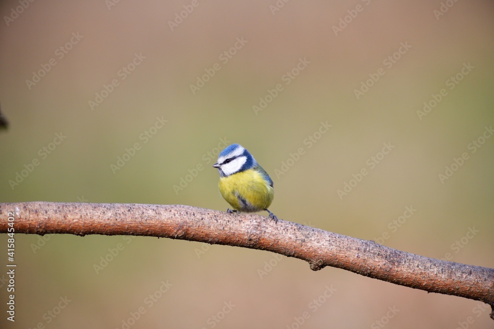 Blue Tit sitting on the branch in sunny spring forest Blue Tit sitting on the branch in sunny spring forest