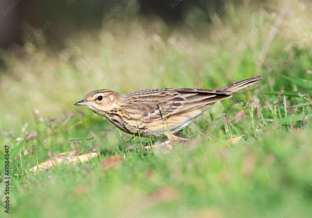 Boompieper, Tree Pipit, Anthus trivialis Boompieper, Tree Pipit, Anthus trivialis