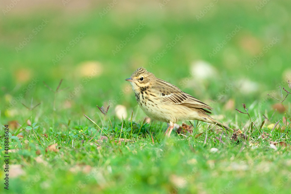 Boompieper, Tree Pipit, Anthus trivialis Boompieper, Tree Pipit, Anthus trivialis