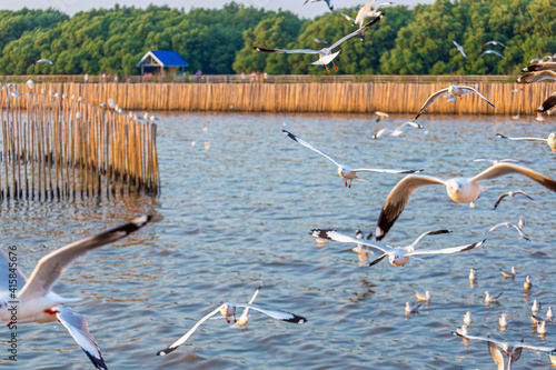 Seagull flying by the sea in the setting sun at Bangpu Recreation Center, Thailand photo