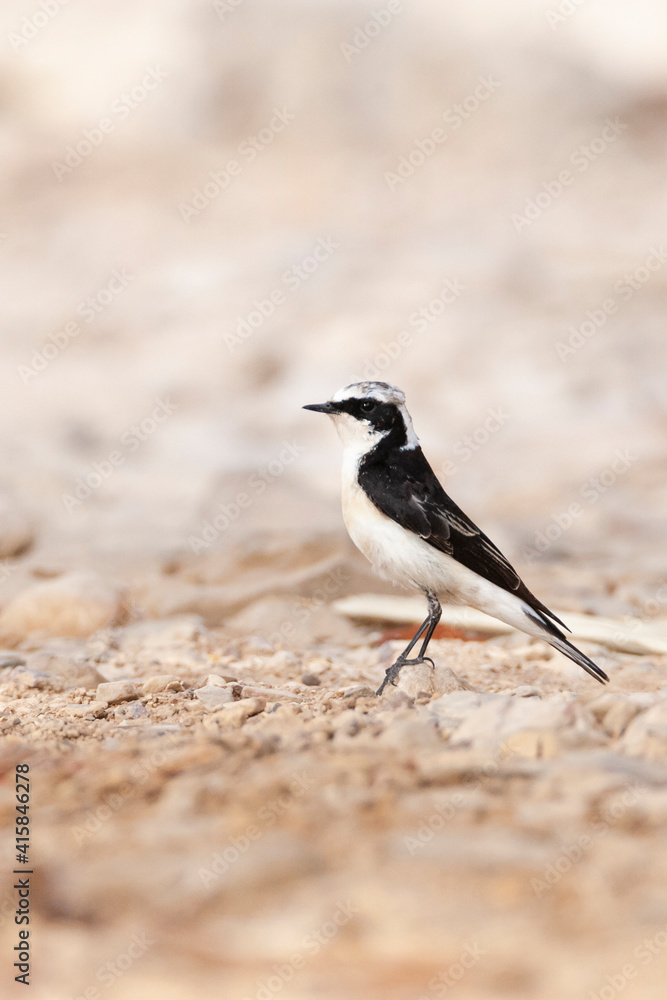 Vitatta Bonte Tapuit, Vittata Pied Wheatear, Oenanthe pleschanka vittata