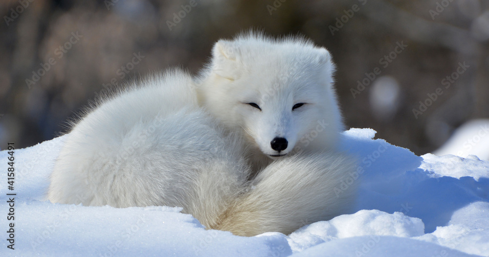 Définition  Renard polaire - Vulpes lagopus - Isatis - Renard blanc