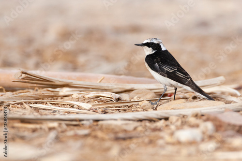 Vitatta Bonte Tapuit, Vittata Pied Wheatear, Oenanthe pleschanka vittata photo