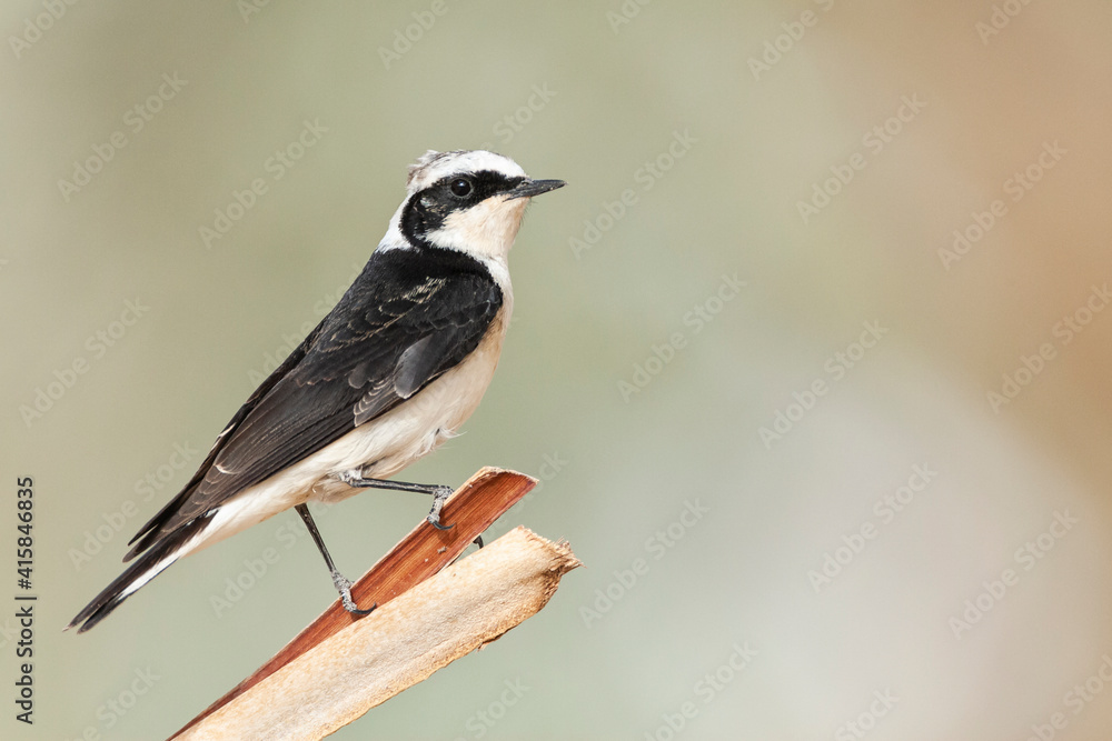 Vitatta Bonte Tapuit, Vittata Pied Wheatear, Oenanthe pleschanka vittata Vitatta Bonte Tapuit, Vittata Pied Wheatear, Oenanthe pleschanka vittata