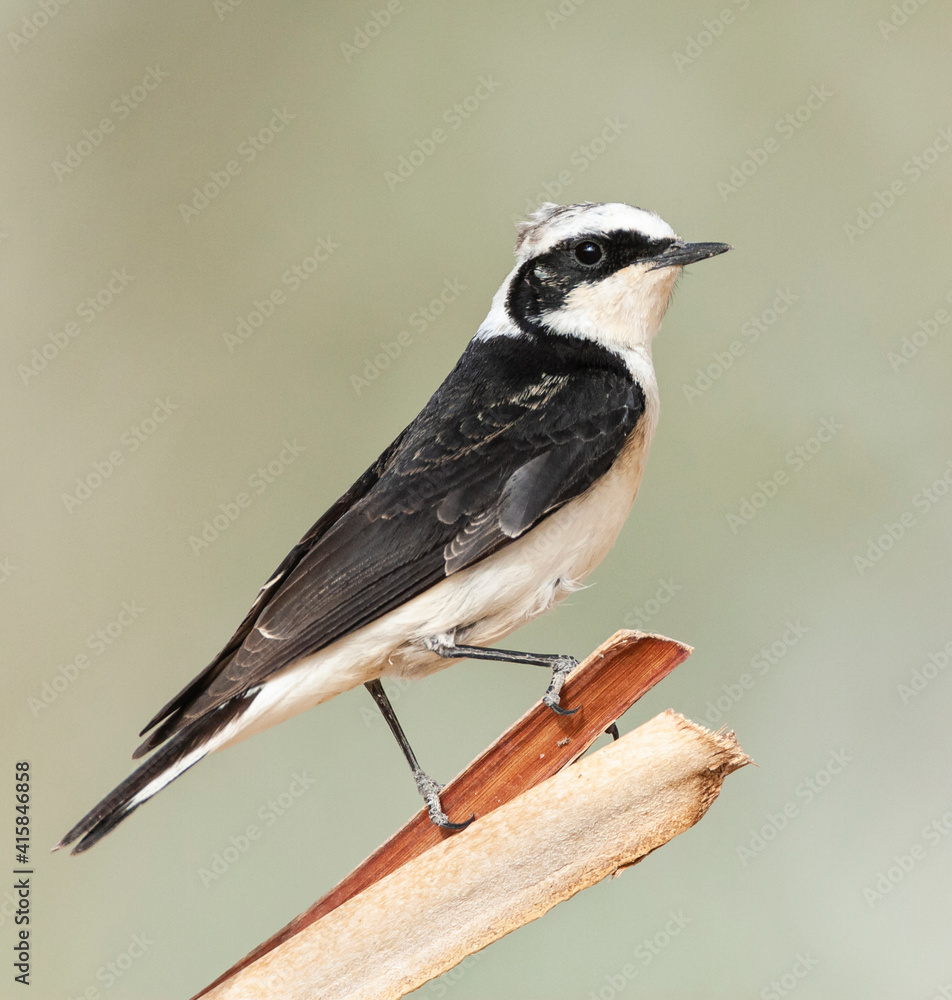 Obraz premium Vitatta Bonte Tapuit, Vittata Pied Wheatear, Oenanthe pleschanka vittata