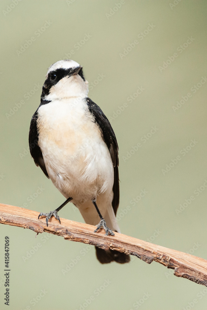 Vitatta Bonte Tapuit, Vittata Pied Wheatear, Oenanthe pleschanka vittata Vitatta Bonte Tapuit, Vittata Pied Wheatear, Oenanthe pleschanka vittata