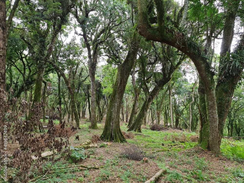 árvore, antigo, galho torto, botânico, floresta, musgo árvore, antigo, galho torto, botânico, floresta, musgo