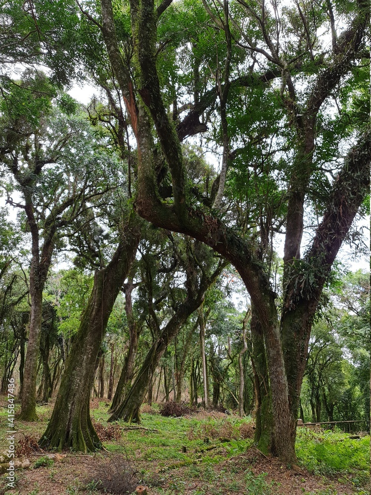 Fototapeta premium árvore, antigo, galho torto, botânico, floresta, musgo
