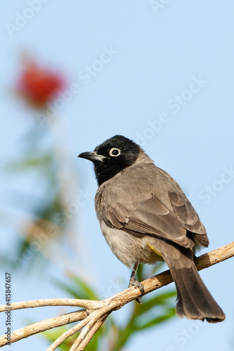 Arabische Buulbuul, White-spectacled Bulbul, Pycnonotus xanthopy photo