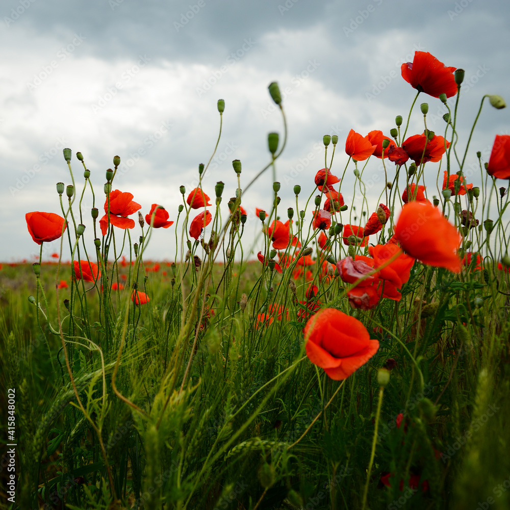 Obraz premium Beautiful poppy field with blooming red flowers, spring blooming background